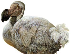 real dodo dinosaur